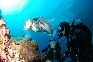 Eco Tourism Scuba diving