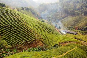  Lush green tea plantation in Thailand, showcasing rows of tea bushes under a clear blue sky.