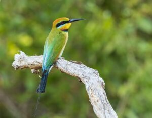 A vibrant bird perched on a branch amidst lush greenery in a serene forest setting.