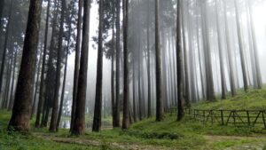 A serene forest path lined with tall trees, inviting exploration and tranquility amidst nature's beauty.
