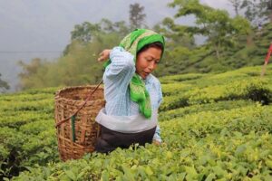 A woman carefully selects tea leaves in a lush green field, showcasing the art of traditional tea harvesting.